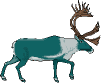 Caribou