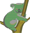 Koala Bear in eucalyptus tree.