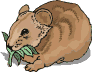 wombat