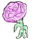 Carnation