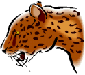leopard snarl