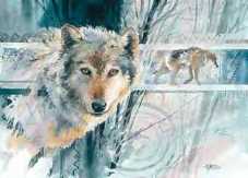 Wolves of The Wild by David Jackson